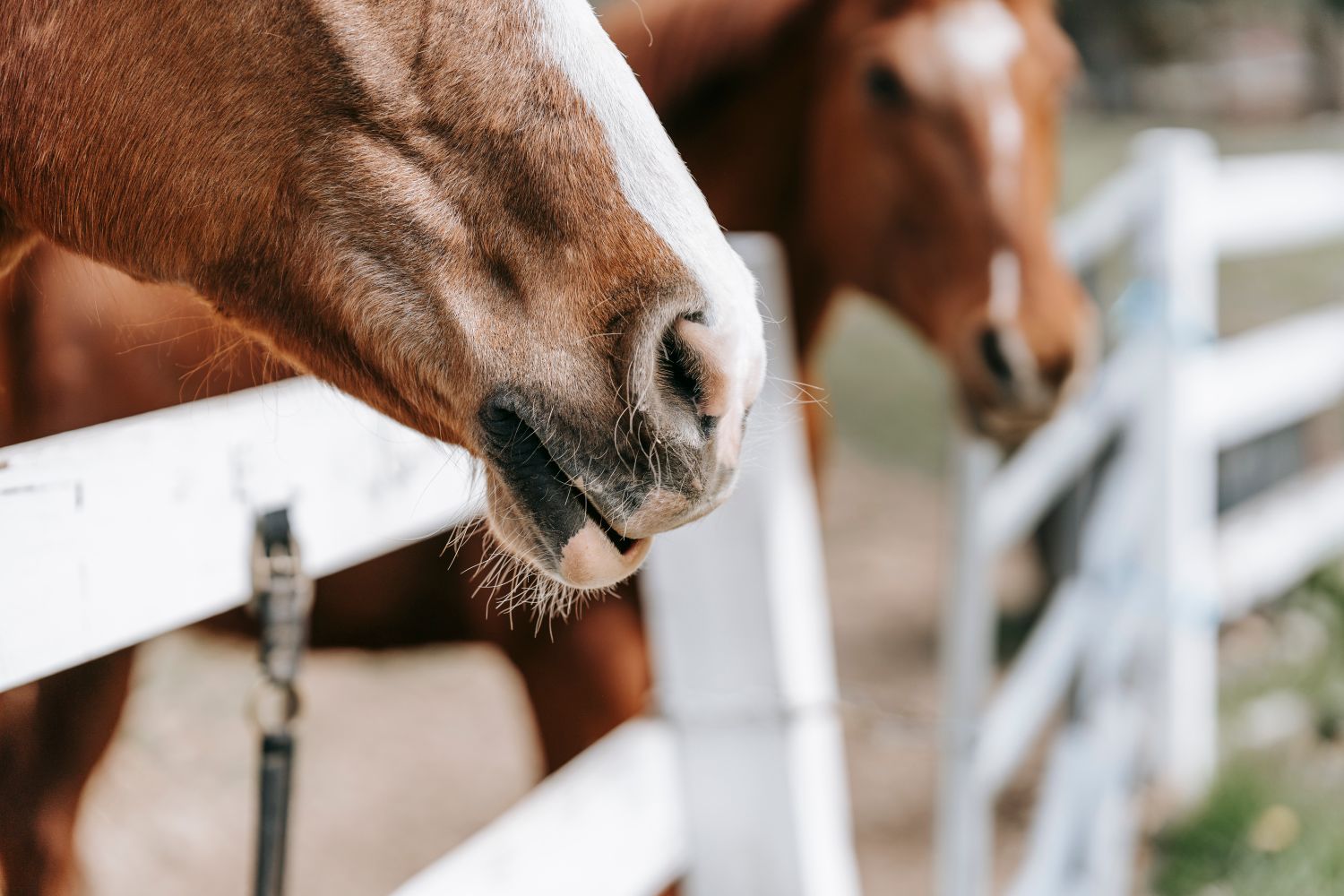 Two horses at a white plank fence