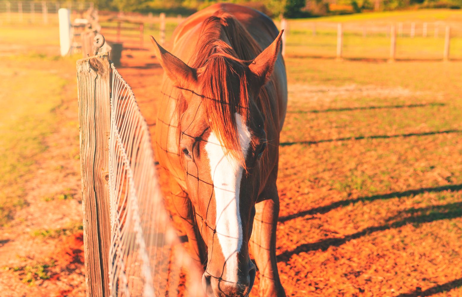 Horse behind a high-tensile wire fence