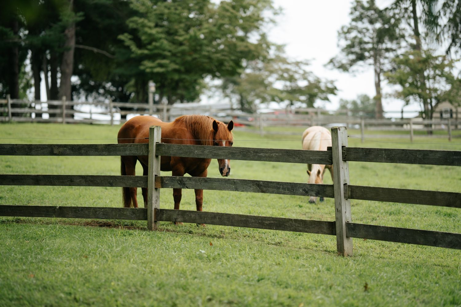 Horses at a wood plank pasture fence